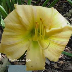 
Photo Courtesy of Daylilies by the Lake. Used with Permission.