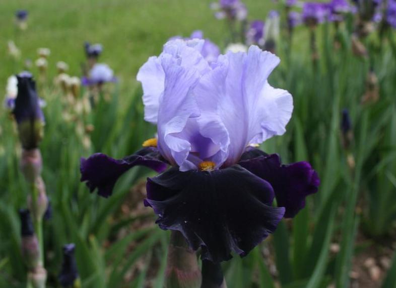 Photo of Tall Bearded Iris (Iris 'Habit') uploaded by KentPfeiffer