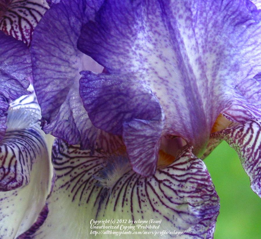 Photo of Tall Bearded Iris (Iris 'Double Shot') uploaded by eclayne