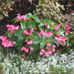 Location: My Cincinnati Ohio garden
Date: September 2012
Dragon wing pink begonia