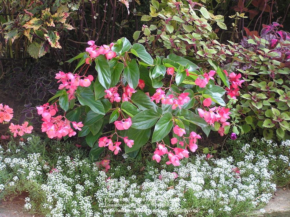 Photo of Dragon Wing Begonia (Begonia Dragon Wing® Pink) uploaded by kqcrna