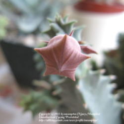 Location: Sun Lakes, AZ
Date: 2012-09-21
Love the pink tinge to the bud