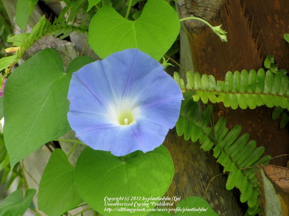 Photo of Morning Glory (Ipomoea tricolor 'Heavenly Blue') uploaded by plantladylin