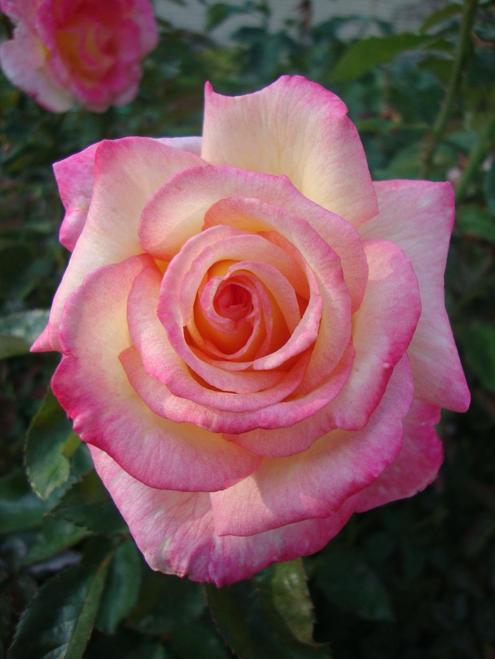Photo of Floribunda Rose (Rosa 'Sheila's Perfume') uploaded by Paul2032