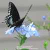 #Pollination - Spicebush Swallowtail visiting  blooms
