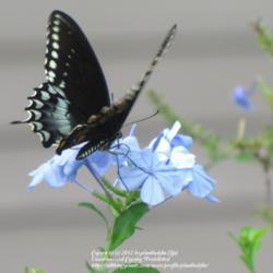 Location: Daytona Beach, Florida
Date: 2012-08-30 
#Pollination - Spicebush Swallowtail visiting  blooms