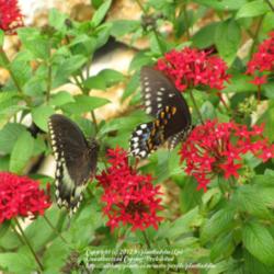 Location: Daytona Beach, Florida
Date: 2012-09-09 
Spicebush Swallowtail's enjoying the nectar.