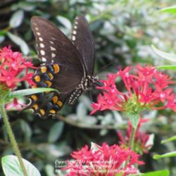 Location: Daytona Beach, Florida
Date: 2012-09-22 
Pentas are Butterfly magnets! Seen here is the Spicebush Swallowt