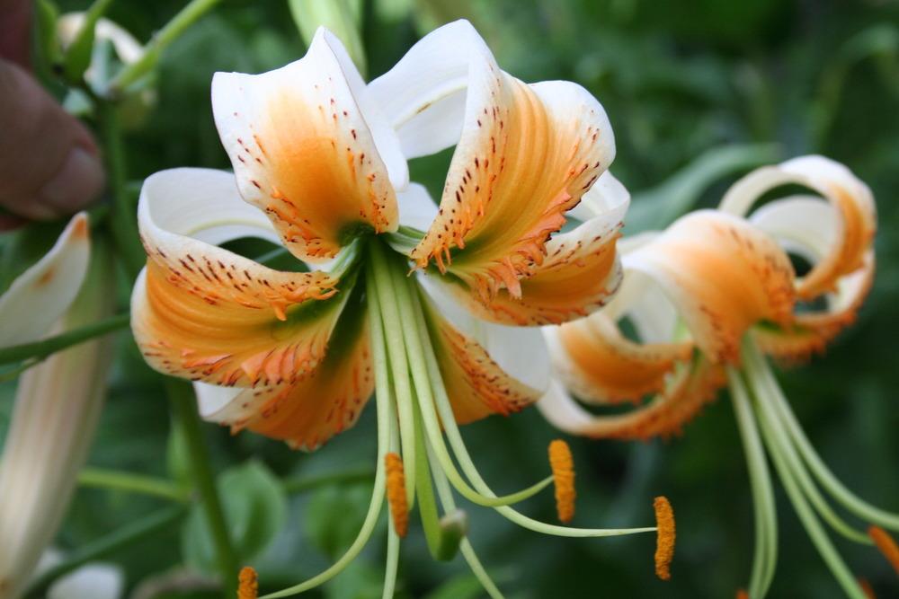 Photo of Lily (Lilium 'Lady Alice') uploaded by 4susiesjoy
