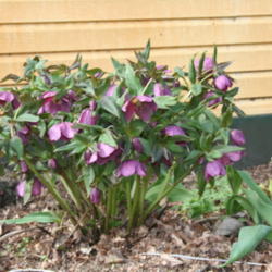 Location: My Garden
Date: 2012-05-03
This is a seedling fom one of my other hellebores. The baby is mu