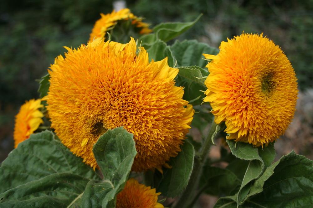 Photo of Dwarf Sunflower (Helianthus annuus 'Teddy Bear') uploaded by 4susiesjoy