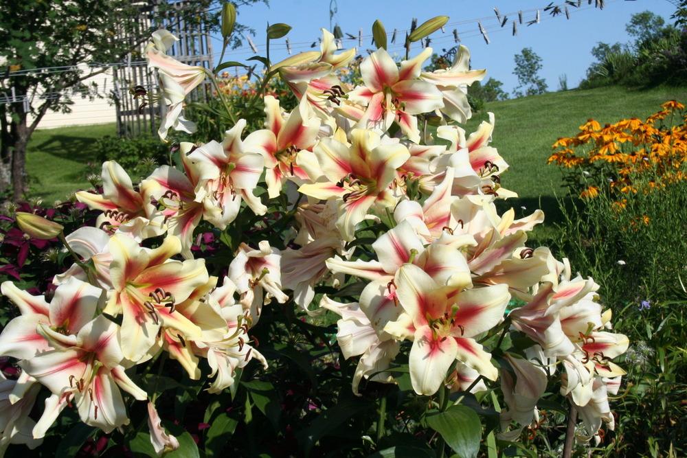 Photo of Lily (Lilium 'Lavon') uploaded by 4susiesjoy