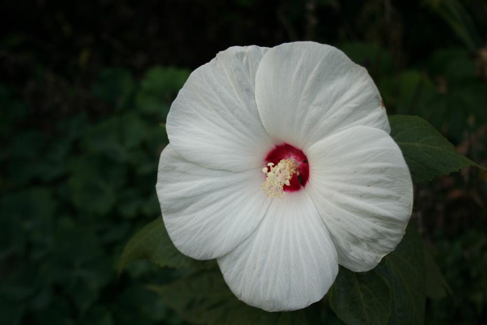 Photo of Woolly Rose-Mallow (Hibiscus moscheutos subsp. lasiocarpos) uploaded by 4susiesjoy