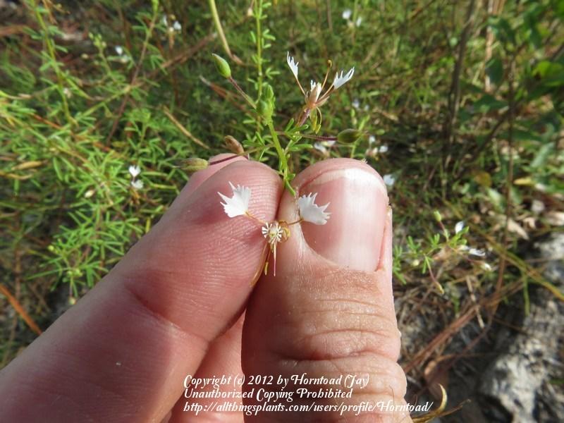 Photo of Large Clammyweed (Polanisia erosa subsp. erosa) uploaded by Horntoad