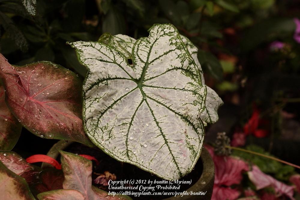Photo of Fancy-leaf Caladium (Caladium 'White Christmas') uploaded by bonitin