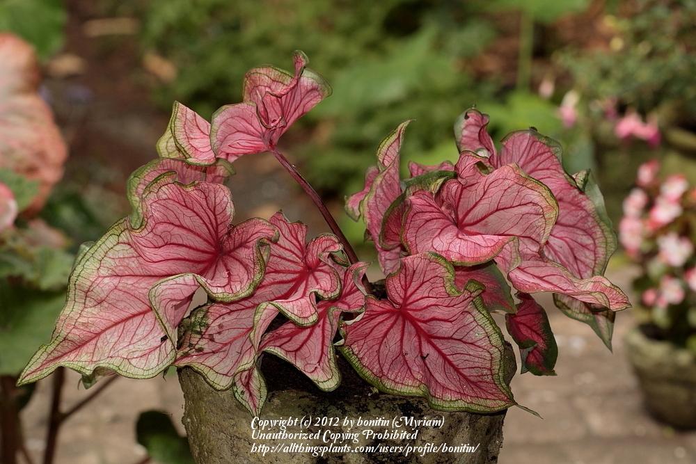 Photo of Lance-leaf Caladium (Caladium 'Florida Sweetheart') uploaded by bonitin