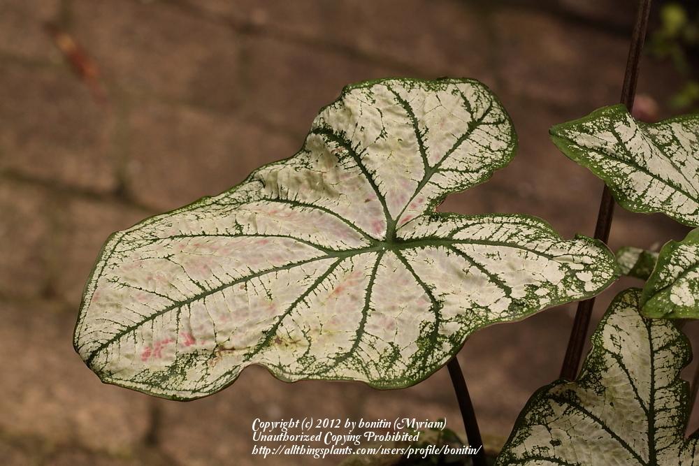 Photo of Fancy-leaf Caladium (Caladium 'White Christmas') uploaded by bonitin