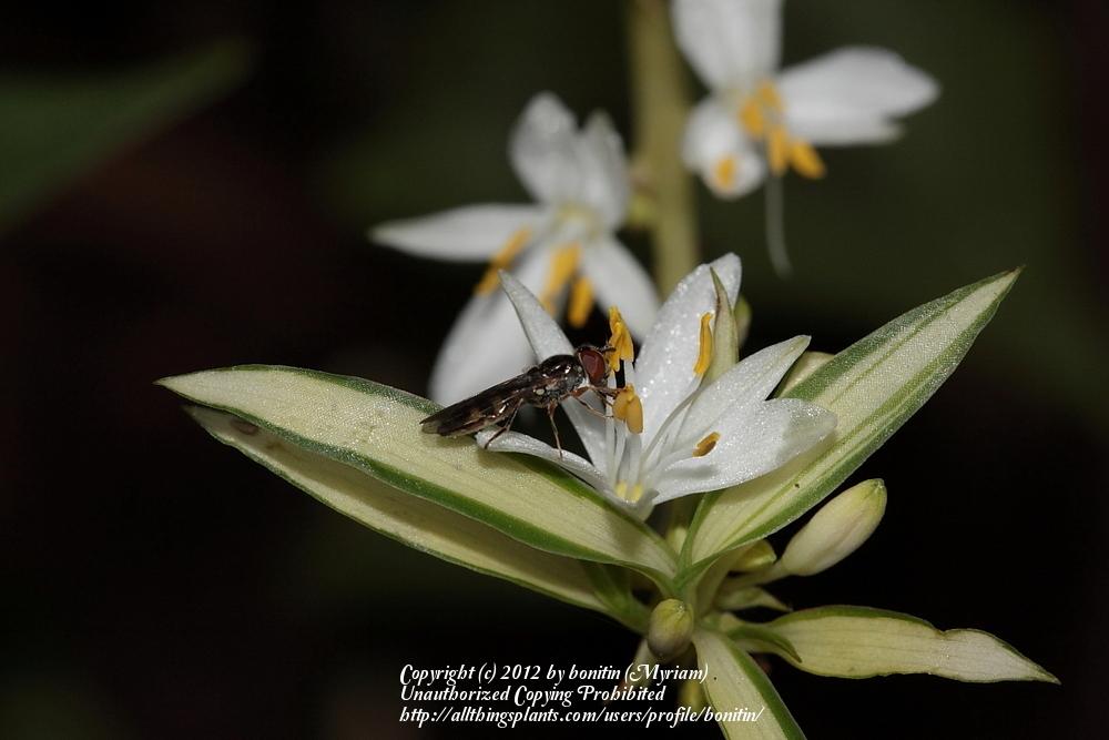 Photo of Variegated Spider Plant (Chlorophytum comosum 'Vittatum') uploaded by bonitin