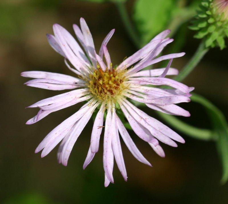 Photo of Asters (Aster) uploaded by flaflwrgrl