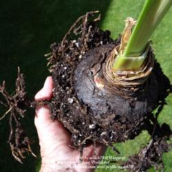 Location: My garden (zone 3a) 
Date: 2012-08-21
Large Amaryllis bulb that had outgrown its pot.