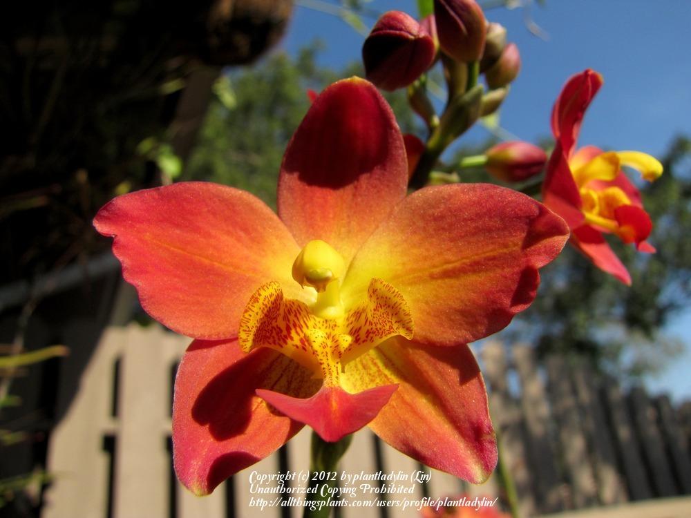Photo of Ground Orchid (Spathoglottis 'Citrus Cooler') uploaded by plantladylin
