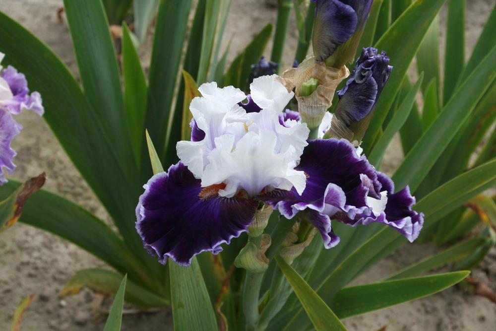 Photo of Tall Bearded Iris (Iris 'Merry Amigo') uploaded by ARUBA1334