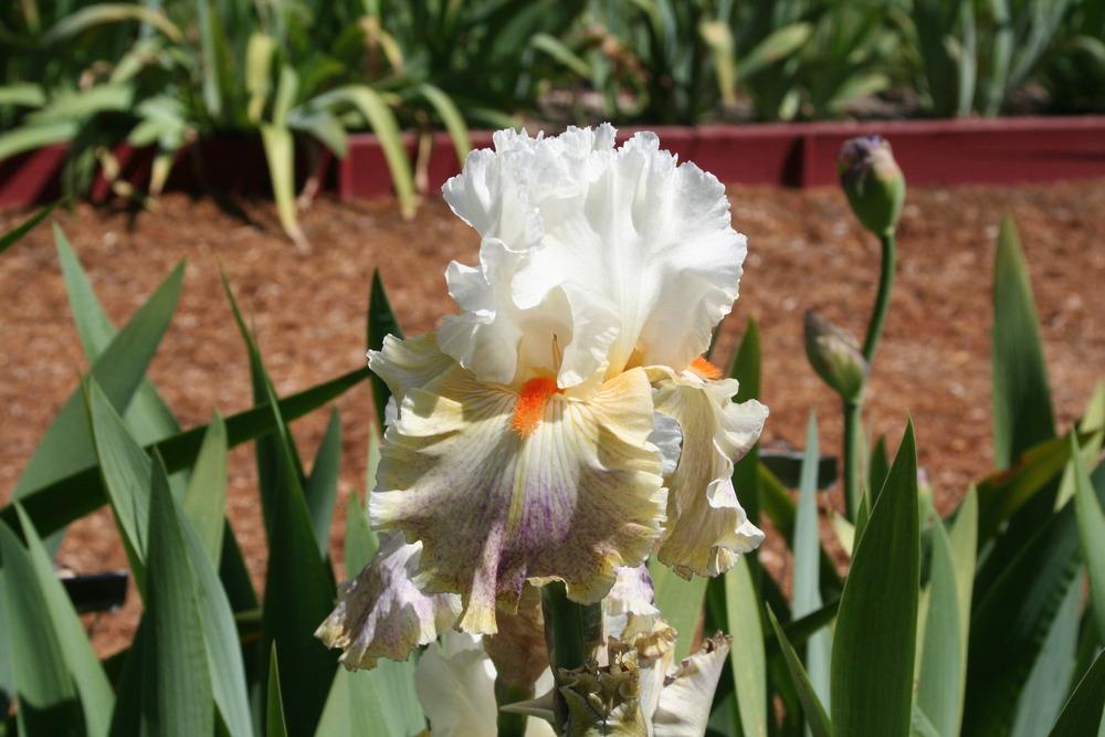 Photo of Tall Bearded Iris (Iris 'Fantasy Ride') uploaded by ARUBA1334