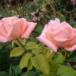 Location: In my garden
Date: 2012-09-24