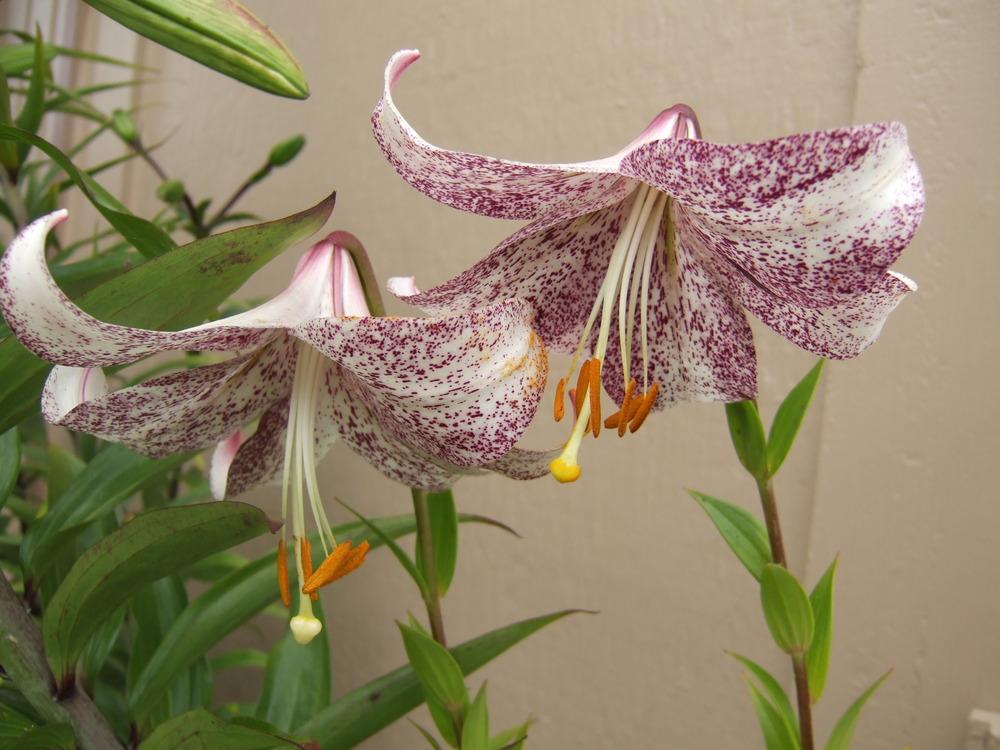 Photo of Lily (Lilium 'Lankon') uploaded by mnorberry