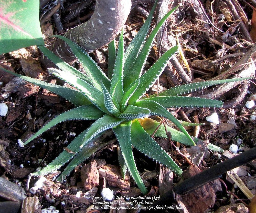 Photo of Haworthiopsis uploaded by plantladylin