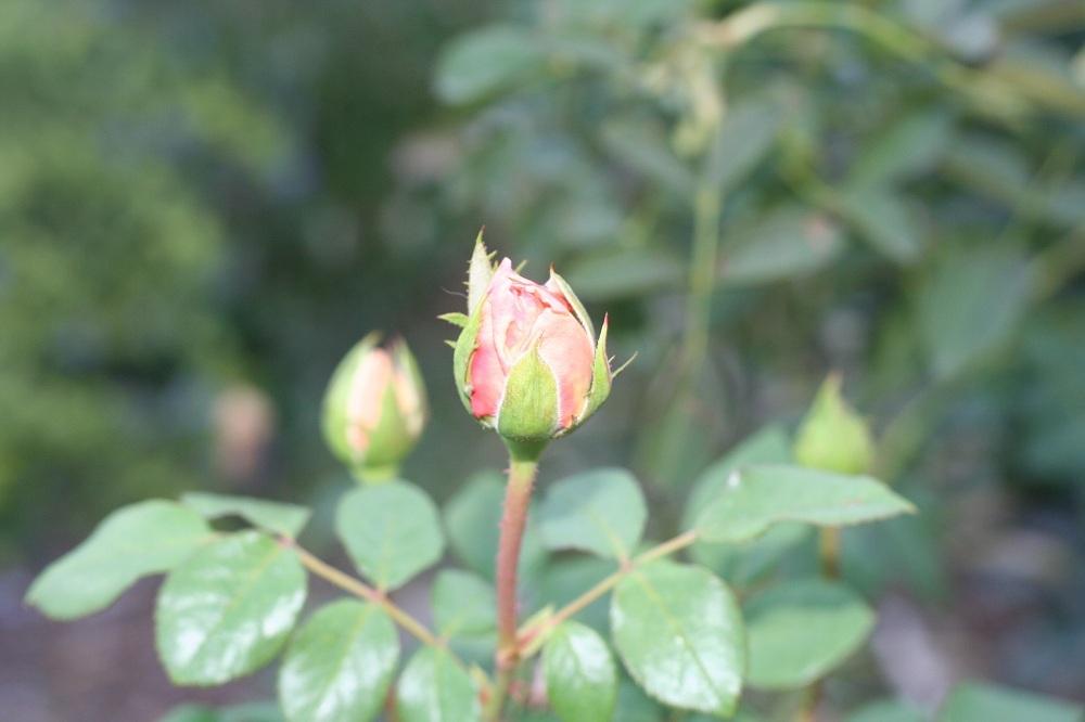 Photo of Rose (Rosa 'Oshun') uploaded by Skiekitty