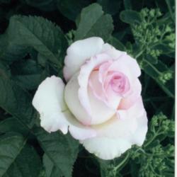 Location: My Garden
Date: Moonstone is my favorite rose. It last a long time in arrangements and opens up beautifully.