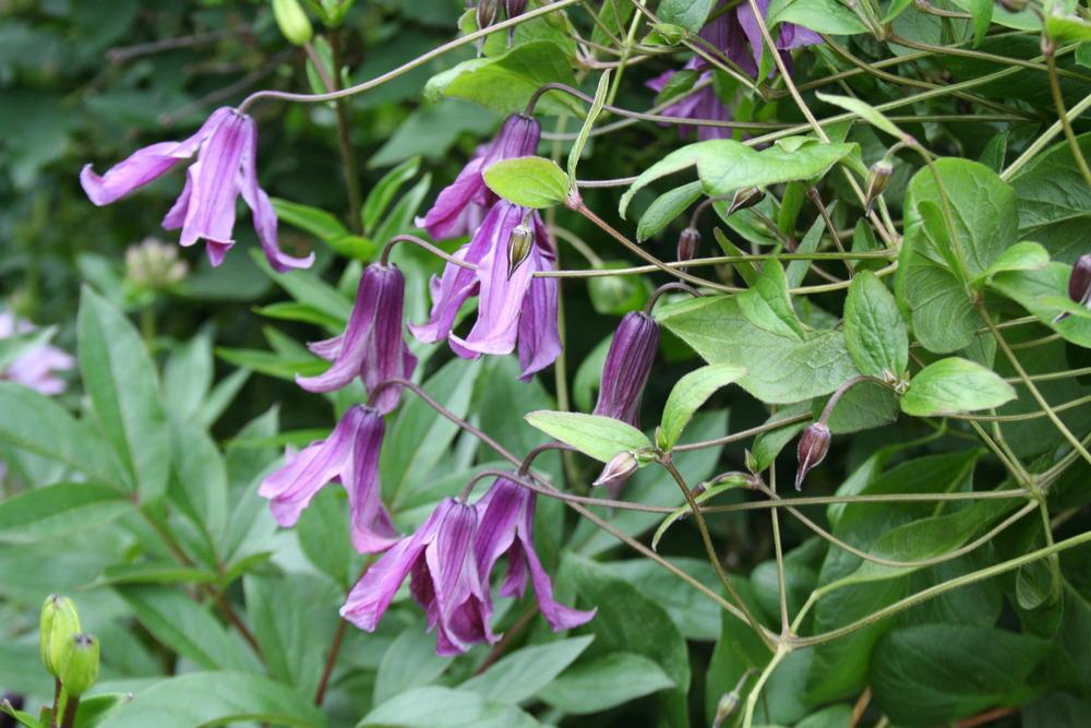 Photo of Clematis (Clematis integrifolia Chinook™) uploaded by 4susiesjoy