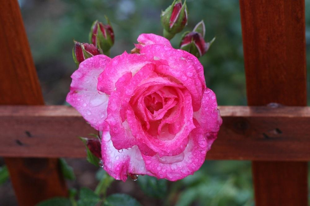 Photo of Rose (Rosa 'Harlekin') uploaded by Skiekitty