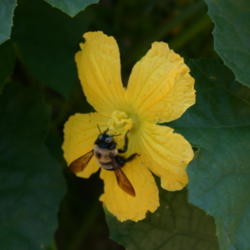 Location: Jacksonville, TX
Date: 2012-09-22
Attractive to bees #Pollination