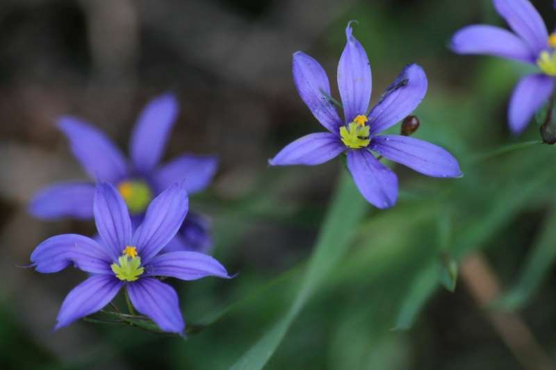 Photo of Narrowleaf Blue-Eyed Grass (Sisyrinchium angustifolium) uploaded by flaflwrgrl