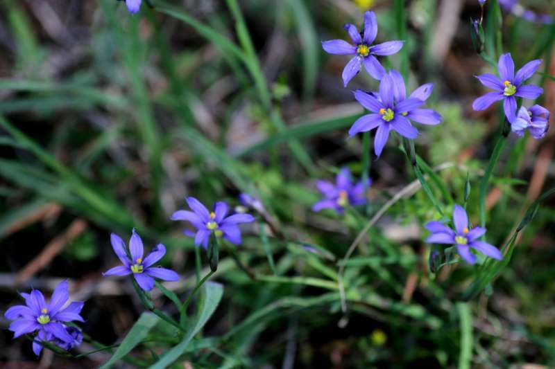 Photo of Narrowleaf Blue-Eyed Grass (Sisyrinchium angustifolium) uploaded by flaflwrgrl