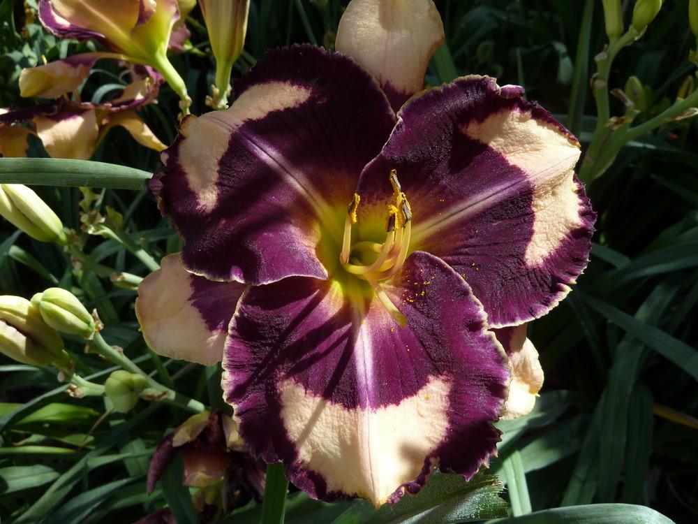 Photo of Daylily (Hemerocallis 'Nicole's the One and Only') uploaded by lyle627