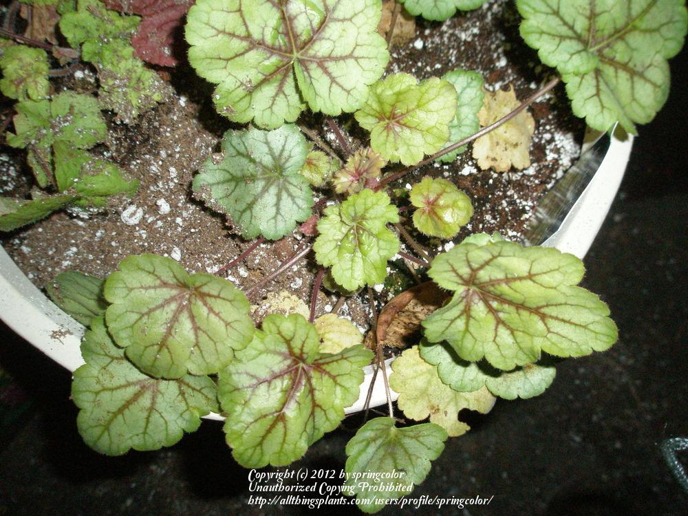 Photo of Coral Bells (Heuchera 'Circus') uploaded by springcolor