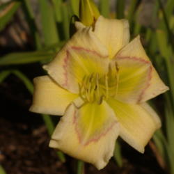Location: My garden in Bakersfield, CA
Date: 2012-09-19 
In early morning sunlight