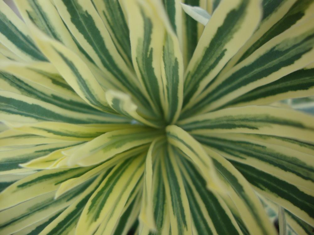 Photo of Spurge (Euphorbia characias 'Tasmanian Tiger') uploaded by Paul2032