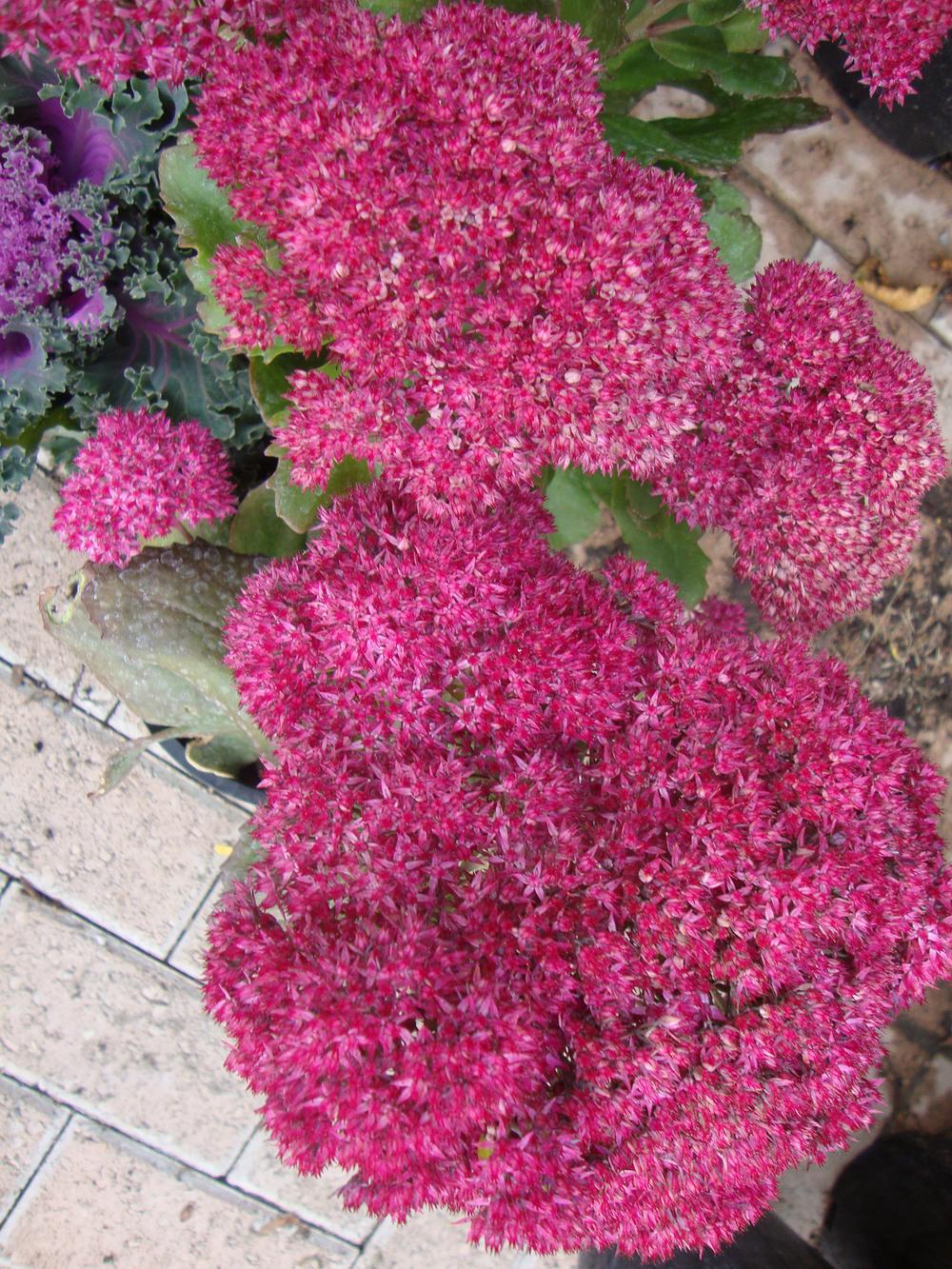 Photo of Sedum (Hylotelephium Party Hardy™  Birthday Party) uploaded by Paul2032