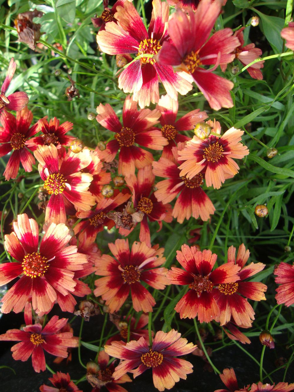 Photo of Hybrid Tickseed (Coreopsis Hardy Jewel™ Desert Coral) uploaded by Paul2032