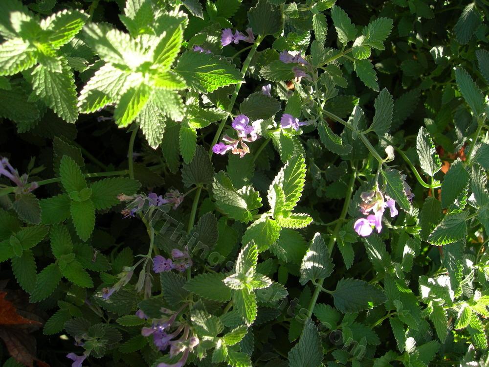 Photo of Faassen's Catmint (Nepeta x faassenii 'Six Hills Giant') uploaded by daylily