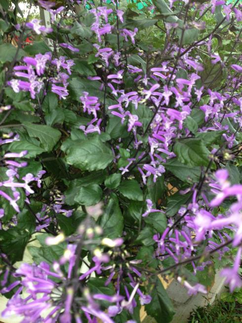 Photo of Spur Flower (Plectranthus Mona Lavender) uploaded by homerduck