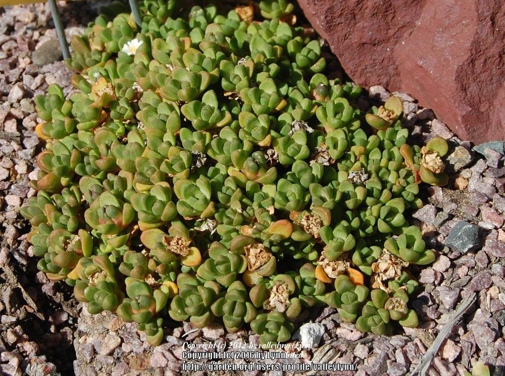 Photo of Ice Plant (Delosperma davyi) uploaded by valleylynn