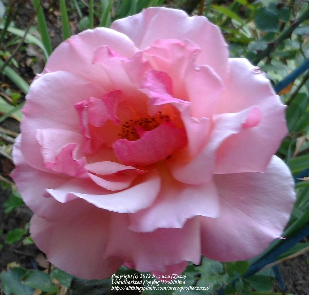 Photo of Hybrid Tea Rose (Rosa 'Tiffany') uploaded by zuzu