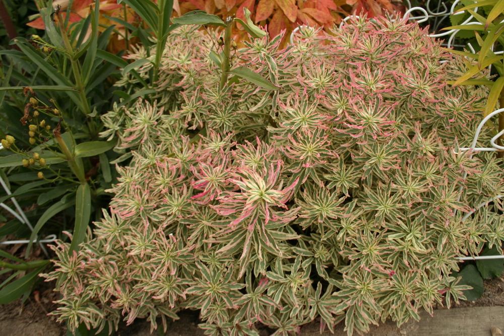 Photo of Cushion Spurge (Euphorbia epithymoides 'First Blush') uploaded by 4susiesjoy