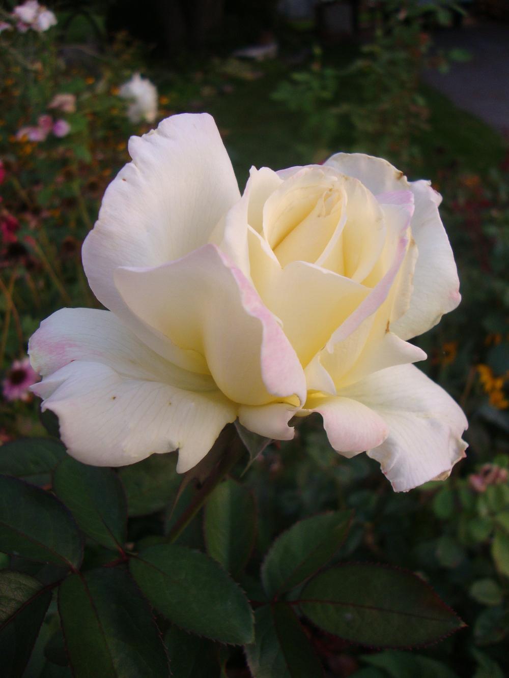 Photo of Hybrid Tea Rose (Rosa 'Garden Party') uploaded by Paul2032