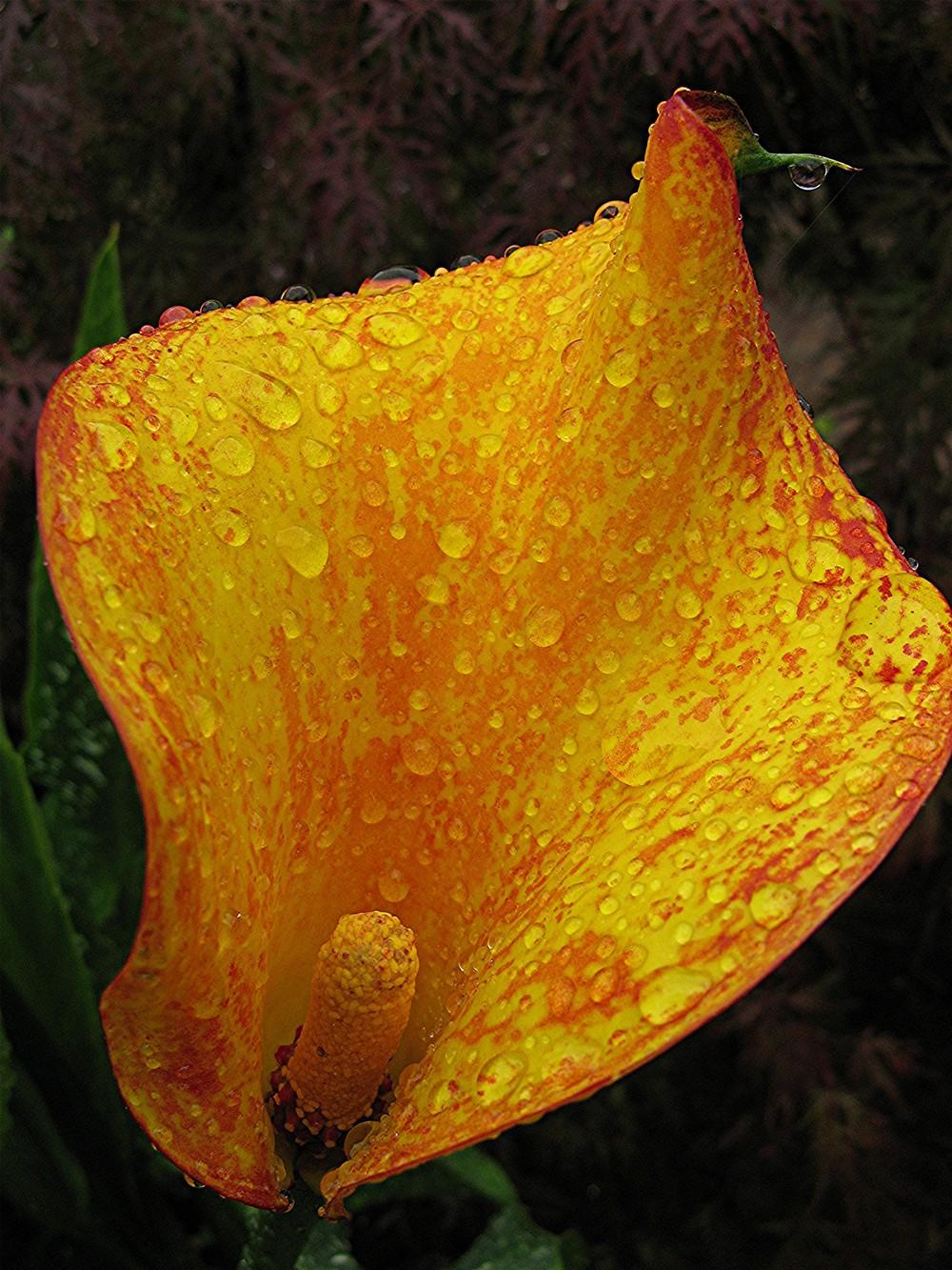 Photo of Calla Lily (Zantedeschia 'Flame') uploaded by LarryR